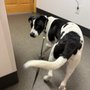 Photo of Animal Humane Society - Coon Rapids