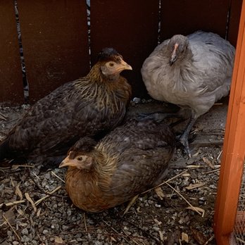 Backyard Chickies - Our baby chicks are growing up! - Pet Stores Near Me