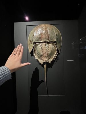 Exquisite Creatures Exhibit