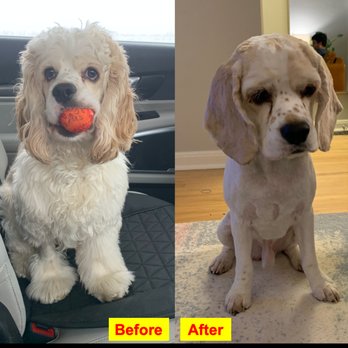 Brush Bath and Beyond - They decided to shave him completely WITHOUT OUR CONSENT - Pet Groomers Near Me - Salt Lake City, Utah Brush Bath and Beyond - They decided to shave him completely WITHOUT OUR CONSENT - Pet Groomers Near Me - Salt Lake City, Utah