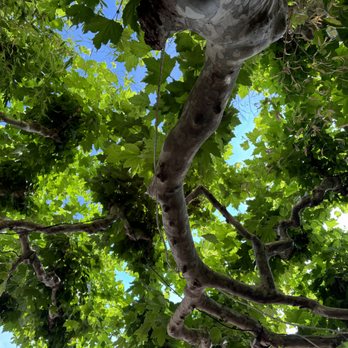 Auberge du petit bistrot - Plane tree canopy above eating area - Restaurants Near Me - Vinsobres, 26