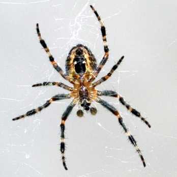 Shulers Pest Control - Pest Control Near Me - Traverse City, Michigan Shulers Pest Control - Pest Control Near Me - Traverse City, Michigan