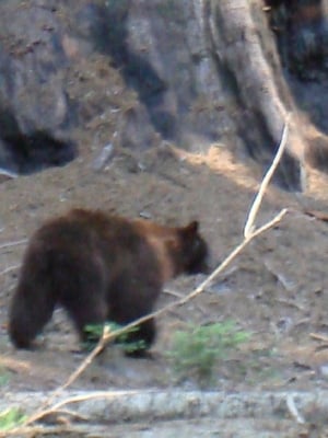 Sequoia & Kings Canyon National Parks by null Sequoia & Kings Canyon National Parks by null