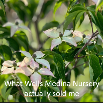 Wells Medina Nursery - This is the planted tree that was labeled a Scarlet Fire Dogwood by the WM Nursery, but was a dogwood with the standard pint/white flowers. - Nurseries & Gardening Near Me - Medina, Washington Wells Medina Nursery - This is the planted tree that was labeled a Scarlet Fire Dogwood by the WM Nursery, but was a dogwood with the standard pint/white flowers. - Nurseries & Gardening Near Me - Medina, Washington