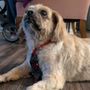 Loving FurBabies Dog Grooming Salon