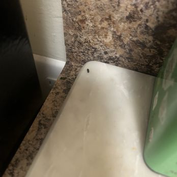Renaissance Management Group - Mouse feces on kitchen cutting board - Property Management Near Me - Plantation, Florida