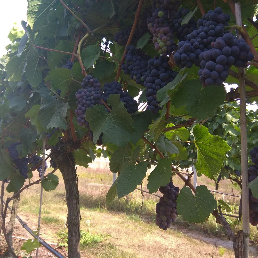 Lulu Island Winery - Wineries Near Me - Richmond, British Columbia Lulu Island Winery - Wineries Near Me - Richmond, British Columbia