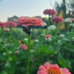 Joy Full Blooms Flowers & Bouquets - A bees life in our flower fields!