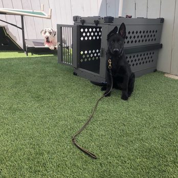 Specialty Dog Training - Pet Training Near Me - Oceanside, California