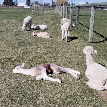 Crescent Moon Ranch - Alpacas - Ranches Near Me - Terrebonne, Oregon