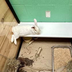 Animal Friends - Rabbit