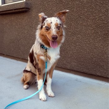 High Tail Hikes - Dog Walkers Near Me High Tail Hikes - Dog Walkers Near Me