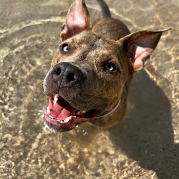 The Animal Den - Pet Groomers Near Me - Sacramento, California The Animal Den - Pet Groomers Near Me - Sacramento, California