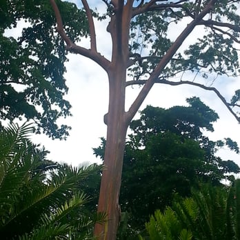 Foster Botanical Garden - Rainbow eucalyptus tree - Botanical Gardens Near Me - Honolulu, Hawaii Foster Botanical Garden - Rainbow eucalyptus tree - Botanical Gardens Near Me - Honolulu, Hawaii