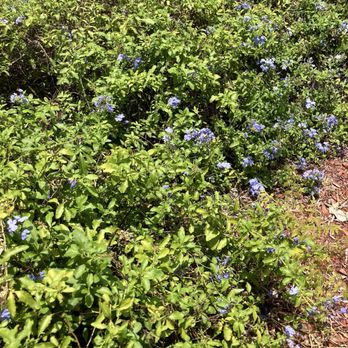 Parque Placido - Pretty blue flower bushes - Parks Near Me - Boca Raton, Florida