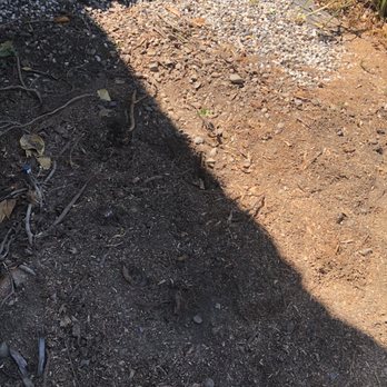 Easy Stumps Tree Services - after - Tree Services Near Me - Folsom, California Easy Stumps Tree Services - after - Tree Services Near Me - Folsom, California