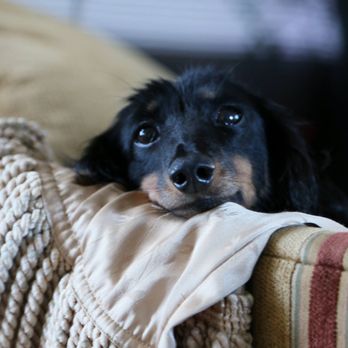 Pet's ER - Veterinarians Near Me - Salisbury, Maryland