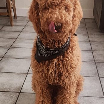 Allie & Paws - Before his visit - Pet Groomers Near Me - Downey, California