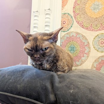The Catfe - One cat. - Cafes Near Me - Lawrenceville, Georgia