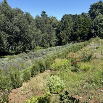 Durant Vineyards Tasting Room - Lavender field - Wineries Near Me - Dayton, Oregon