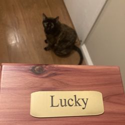 ABC Veterinary Hospital - Luckys remains