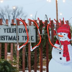 Our Farm Christmas Trees - Cut your own Christmas tree!