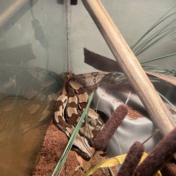 Rainforest Pets - Boa bought from rainforest pets - Pet Stores Near Me - League City, Texas Rainforest Pets - Boa bought from rainforest pets - Pet Stores Near Me - League City, Texas