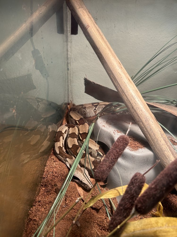 Rainforest Pets Image