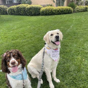 Pure Grooming - Maisley and Luna after pure grooming! - Pet Groomers Near Me - Poway, California