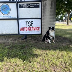 TSE Auto Service & Exhaust Specialists - The shop dog Henry at TSE