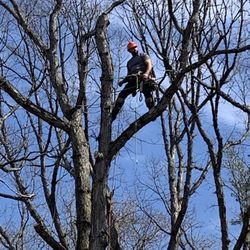 Top Notch Tree Care & Removal