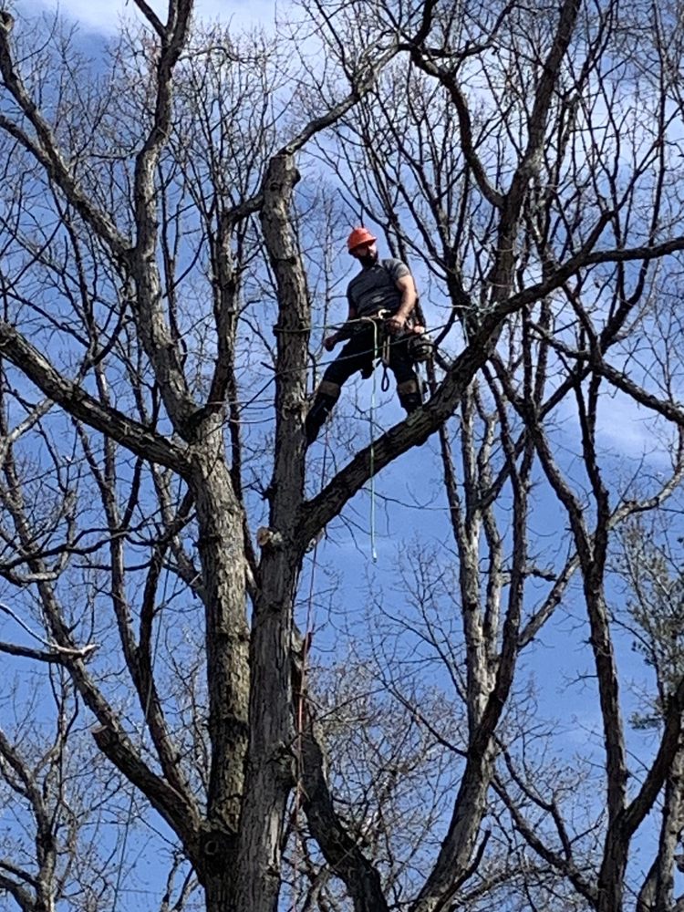TOP NOTCH TREE CARE & REMOVAL Updated October 2024 Purling, New
