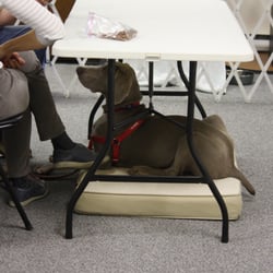 Pawsitive Connection Dog Training & Services