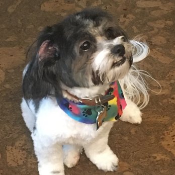 Mane & Minks Vet-Spa - I look grrreatttt, thanks to Mane and Minks. I even smell good. - Pet Groomers Near Me - Houston, Texas Mane & Minks Vet-Spa - I look grrreatttt, thanks to Mane and Minks. I even smell good. - Pet Groomers Near Me - Houston, Texas