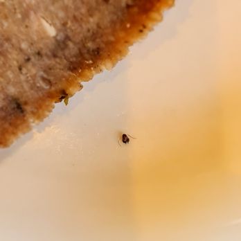 Ali Baba Mediterranean Grill - A baby roach in our meal. I would have preferred grilled Alpo dog food then this place. - Mediterranean Near Me - Richardson, Texas Ali Baba Mediterranean Grill - A baby roach in our meal. I would have preferred grilled Alpo dog food then this place. - Mediterranean Near Me - Richardson, Texas