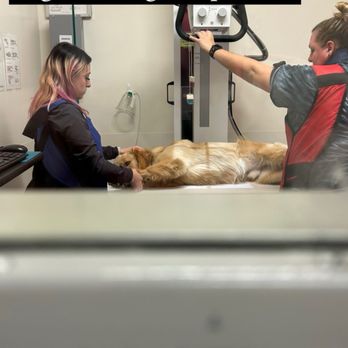 Hope Service Dogs - Pet Training Near Me - Sumterville, Florida Hope Service Dogs - Pet Training Near Me - Sumterville, Florida