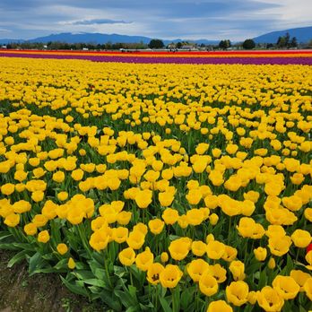 Roozengaarde Display Garden & Store - Florists Near Me - Mount Vernon, Washington Roozengaarde Display Garden & Store - Florists Near Me - Mount Vernon, Washington