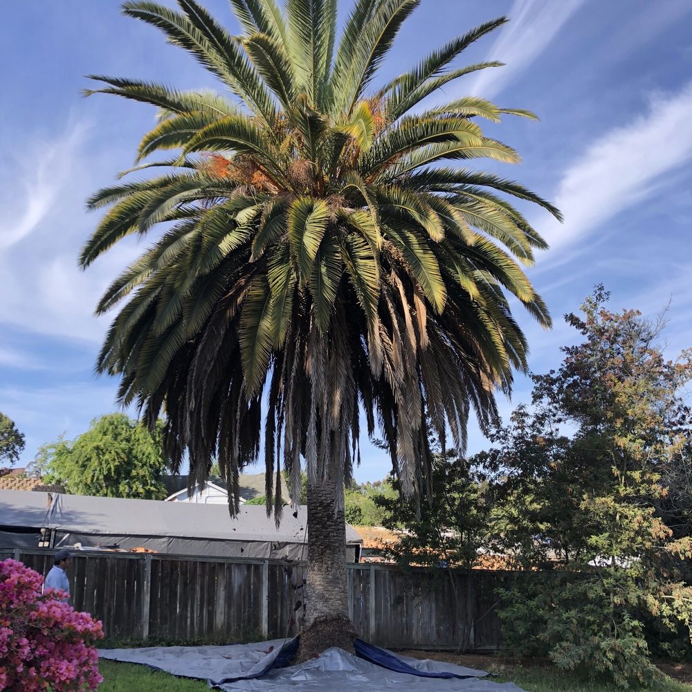 Before tree service project