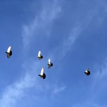 Blue Ruby Farm - Homing pigeons - Attraction Farms Near Me - Browns Valley, California