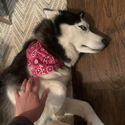 Dog Gone Gorgeous - Linda