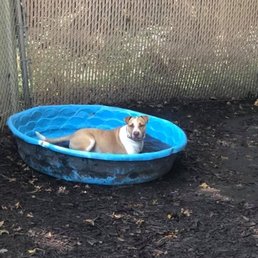 Mickey enjoying the pool amenities