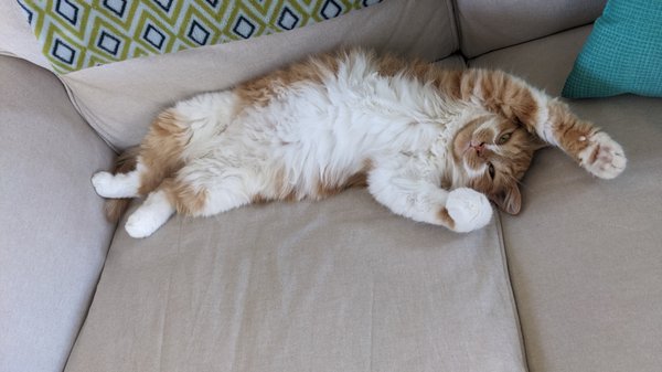 Wendy's Feline Friends