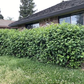 Zamorano Landscaping - Before - Landscaping Near Me Zamorano Landscaping - Before - Landscaping Near Me