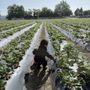 Photo of Byron Growers