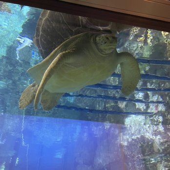 Shedd Aquarium - Aquariums Near Me - Chicago, Illinois