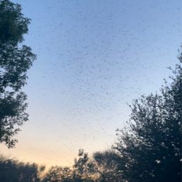 Mosquitoes by the tens of thousands. I had over 40 get in my RV from opening the door once. Mosquitoes by the tens of thousands. I had over 40 get in my RV from opening the door once.