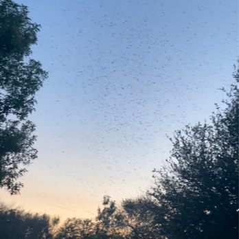 East Fork Park - Mosquitoes by the tens of thousands. I had over 40 get in my RV from opening the door once. - Lakes Near Me - Wylie, Texas East Fork Park - Mosquitoes by the tens of thousands. I had over 40 get in my RV from opening the door once. - Lakes Near Me - Wylie, Texas