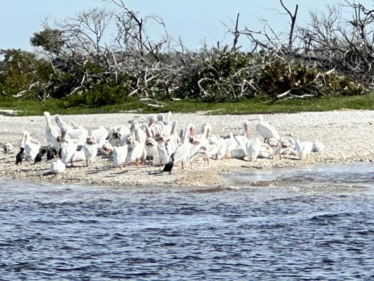 Banana Bay Tour Company by null