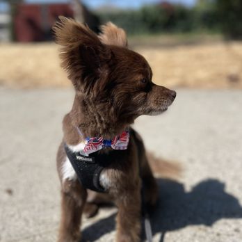 A Dog's Tail - Pet Groomers Near Me - San Jose, California A Dog's Tail - Pet Groomers Near Me - San Jose, California