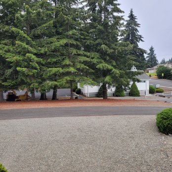 I'M IN! Tree Services - Starting point - Tree Services Near Me - Olympia, Washington